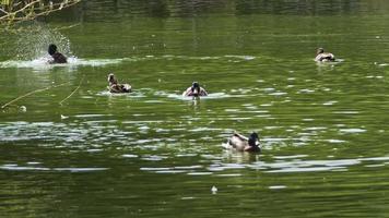 Wild Birds Floating in the Lake