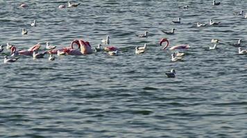 Möwen fliegen an einem Tag am Strand entlang video