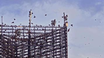 oiseaux sauvages perchés sur des poteaux émetteurs électriques et cellulaires video