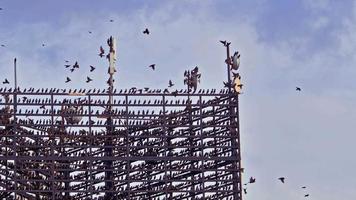 Wild Birds Perched on Electric and Cell Phone Transmitter Poles video