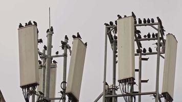 Wild Birds Perched on Electric and Cell Phone Transmitter Poles