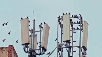Wild Birds Perched on Electric and Cell Phone Transmitter Poles