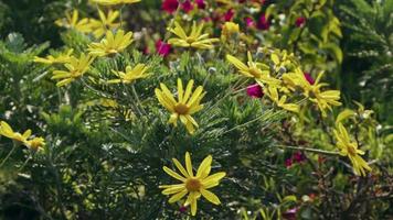 fleurs jaunes dans le jardin video