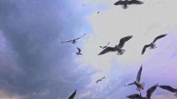 Gaviota volando en el cielo video