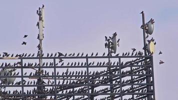 selvaggio uccelli arroccato su elettrico e cellula Telefono trasmettitore poli video
