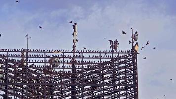 pájaros salvajes encaramados en postes transmisores de teléfonos celulares y eléctricos video