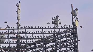 wild vogelstand neergestreken Aan elektrisch en cel telefoon zender polen video