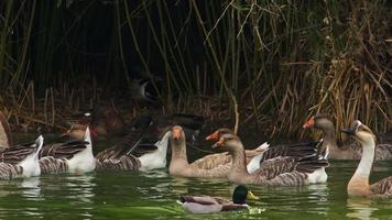 oiseaux sauvages flottant dans le lac video