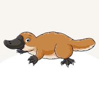 Cartoon cute little Platypus on white background vector