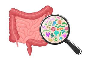 aumento de las bacterias microscópicas de los intestinos. concepto de microbioma del intestino humano. microflora intestinal por lupa. microbiota probiótica intestinal. microbiología de órganos internos digestivos flora. vector