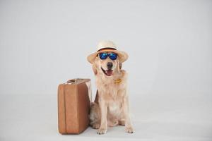 In hat and sunglasses. With suitcase. Golden retriever is in the studio against white background photo