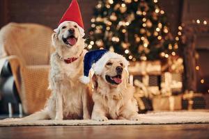 Red and blue santa hats. Two cute Golden retrievers together at home. Celebrating New year photo