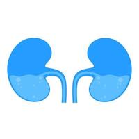 Vector icon of a kidney with liquid inside on a white background. Human internal organs are blue.