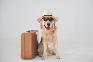 In hat and sunglasses. With suitcase. Golden retriever is in the studio against white background photo