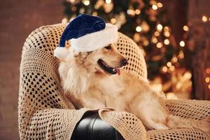 In santa hat. Cute Golden retriever at home. Celebrating New year and christmas photo