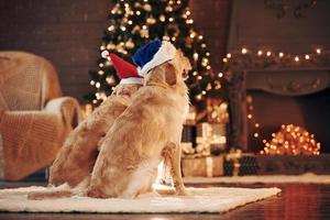 View from the back. Two cute Golden retrievers together at home. Celebrating New year photo