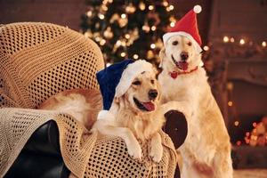 Sitting on the chair. Two cute Golden retrievers together at home. Celebrating New year photo