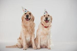 Party hats on heads. Two Golden retrievers together in the studio against white background photo