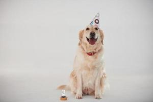 en sombrero de fiesta. golden retriever está en el estudio con fondo blanco foto