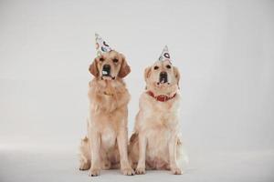 Party hats on heads. Two Golden retrievers together in the studio against white background photo