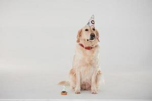 In party hat. Golden retriever is in the studio against white background photo