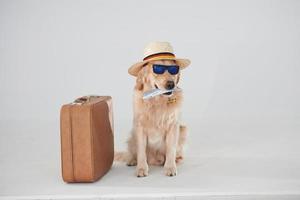 In hat and sunglasses. With suitcase and ticket. Golden retriever is in the studio against white background photo