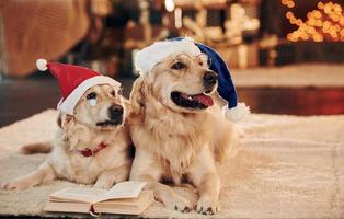 Conception of christmas. Two cute Golden retrievers together at home. Celebrating New year photo