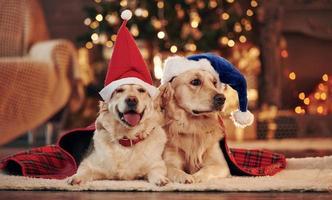 Two cute Golden retrievers together at home. Celebrating New year photo