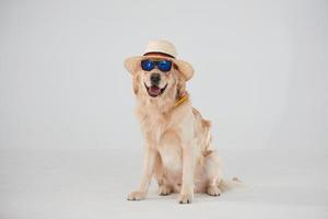 In hat and sunglasses. Golden retriever is in the studio against white background photo
