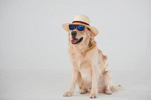 In hat and sunglasses. Golden retriever is in the studio against white background photo