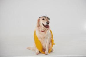 In cap and with yellow tape. Golden retriever is in the studio against white background photo