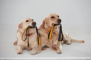 Holds leash in the mouth. Two Golden retrievers together in the studio against white background photo