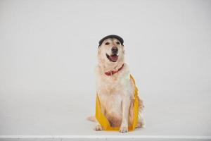 en gorra y con cinta amarilla. golden retriever está en el estudio con fondo blanco foto