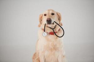 Holds medical stethoscope in mouth. Golden retriever is in the studio against white background photo