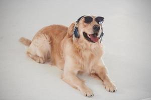 In sunglasses and with headphones. Golden retriever is in the studio against white background photo