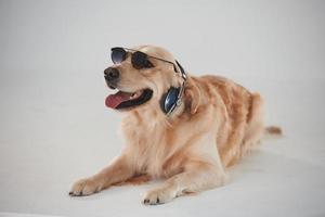 In sunglasses and with headphones. Golden retriever is in the studio against white background photo