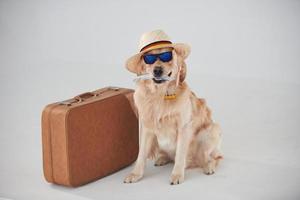 In hat and sunglasses. With suitcase and ticket. Golden retriever is in the studio against white background photo