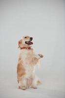 de pie sobre dos piernas. golden retriever está en el estudio con fondo blanco foto