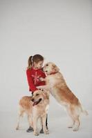 Little girl is with two Golden retrievers in the studio against white background photo