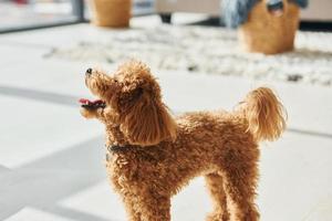 Cute little poodle puppy is indoors in the modern domestic room photo