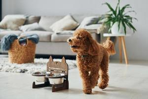 Cute little poodle puppy is indoors in the modern domestic room photo