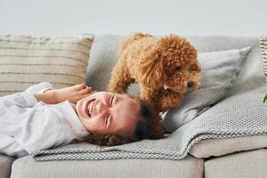 Cute little poodle puppy is indoors in the modern domestic room photo