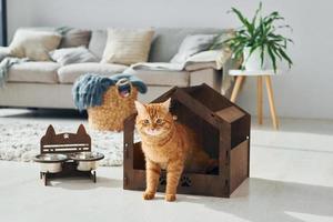 lindo gato está en la cabina de mascotas que se encuentra en el interior de la habitación doméstica moderna foto