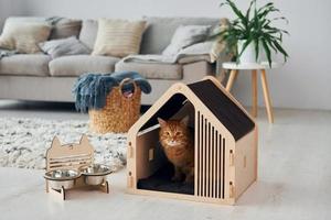 Cute cat is in pet booth that indoors in the modern domestic room photo