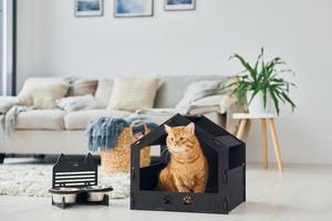 lindo gato está en la cabina de mascotas que se encuentra en el interior de la habitación doméstica moderna foto