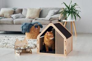lindo gato está en la cabina de mascotas que se encuentra en el interior de la habitación doméstica moderna foto