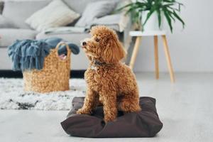 Sits on the pillow. Cute little poodle puppy is indoors in the modern domestic room photo