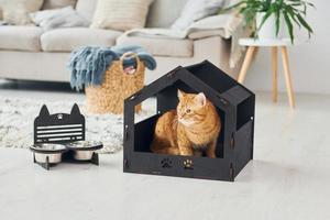 lindo gato está en la cabina de mascotas que se encuentra en el interior de la habitación doméstica moderna foto