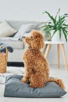 Sits on the pillow. Cute little poodle puppy is indoors in the modern domestic room photo