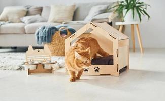 lindo gato está en la cabina de mascotas que se encuentra en el interior de la habitación doméstica moderna foto